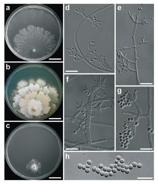 Fig. 4