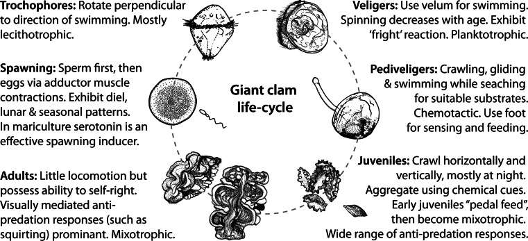 Fig. 5