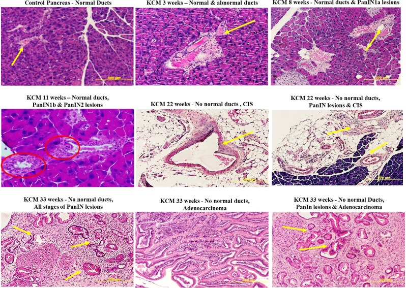 Fig 10