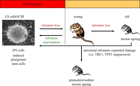 Figure 5.