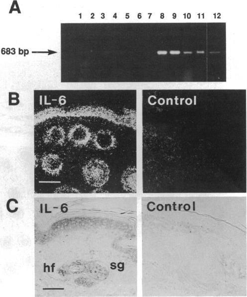 graphic file with name pnas01085-0298-a.jpg