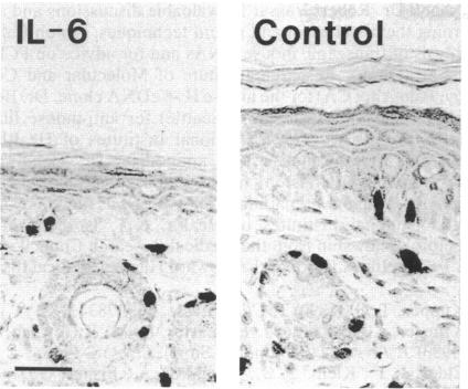 graphic file with name pnas01085-0300-a.jpg