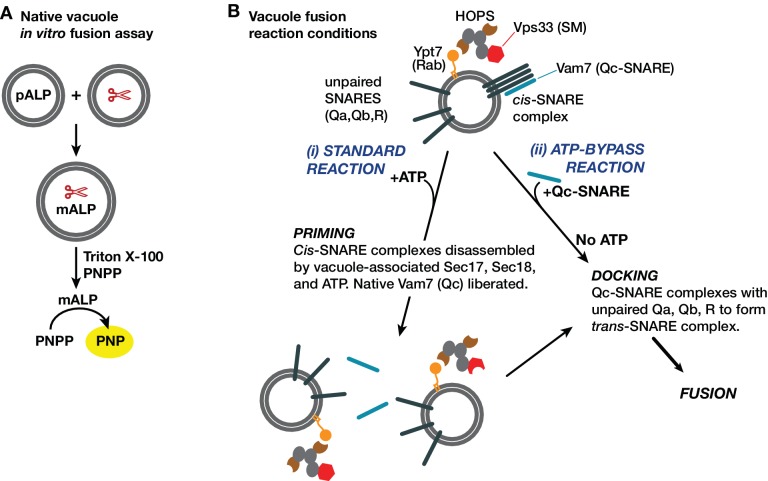 Figure 3—figure supplement 1.