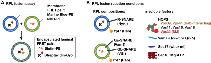 Figure 4—figure supplement 1.