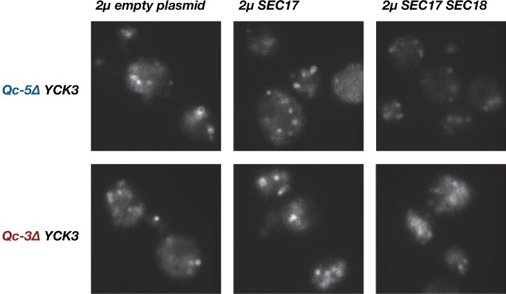 Figure 7—figure supplement 1.