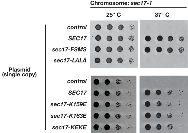 Figure 7—figure supplement 2.