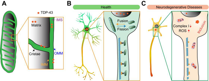 Fig.1.