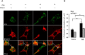 Figure 5