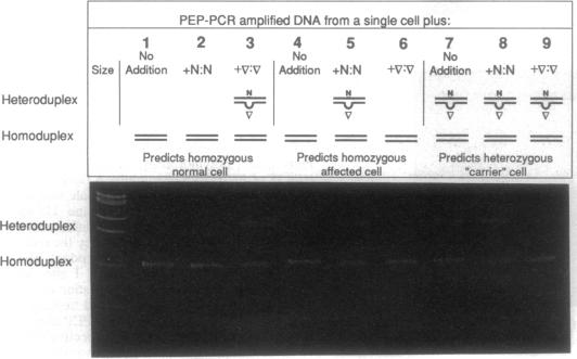 graphic file with name pnas01135-0458-b.jpg