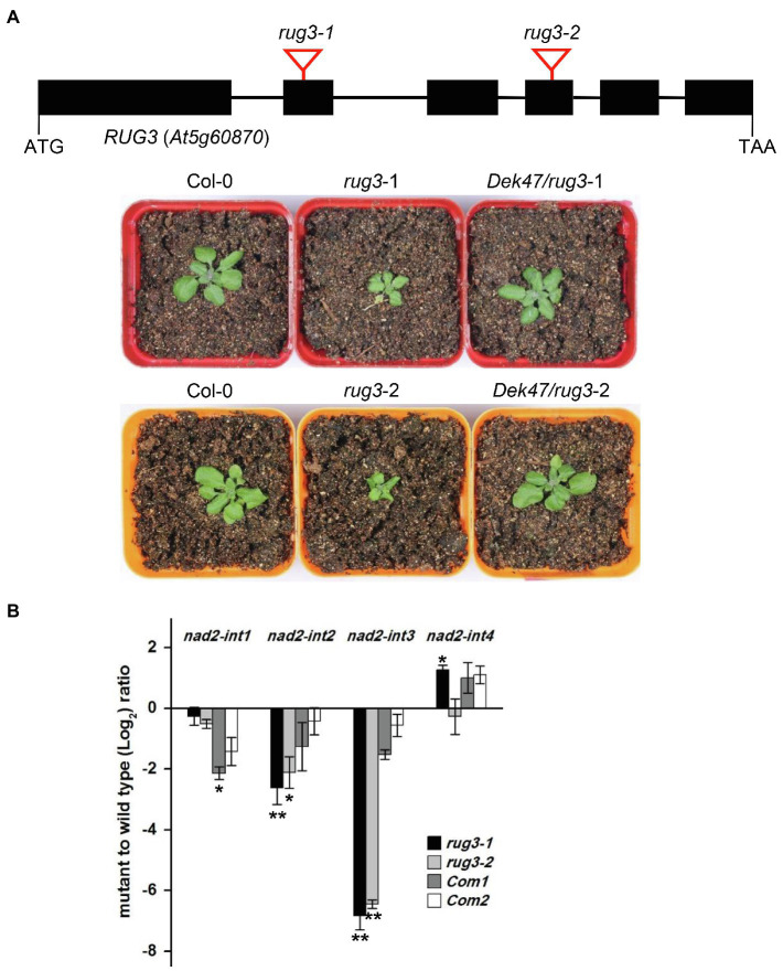 Figure 6