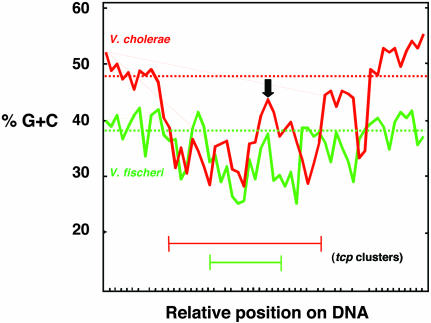 Complete Genome Sequence Of Vibrio Fischeri: A Symbiotic Bacterium With 