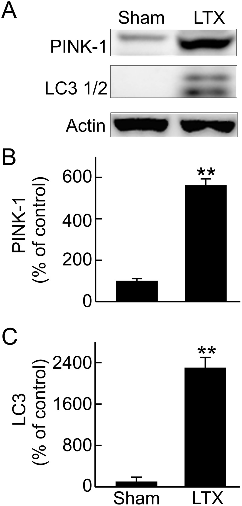 Fig 8