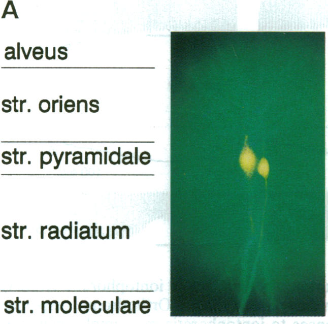 graphic file with name pnas01130-0190-a.jpg