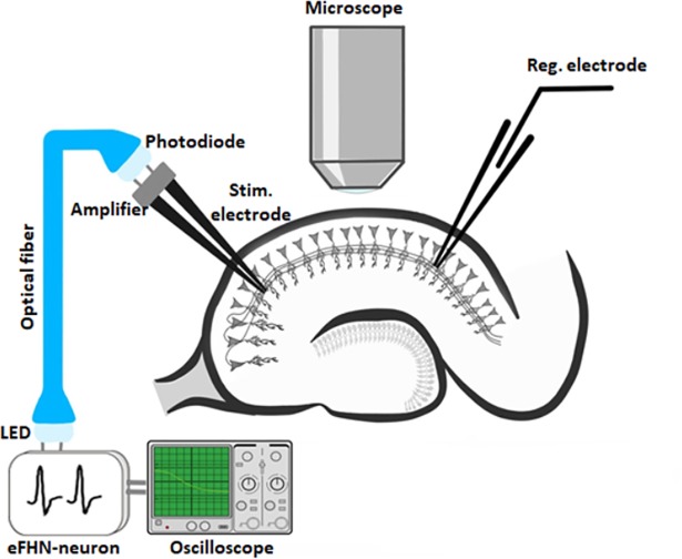 Fig 4