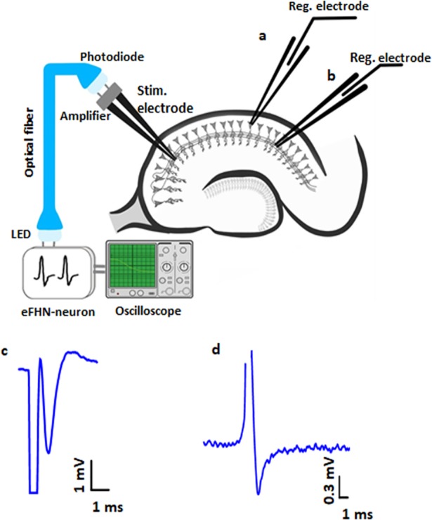 Fig 5