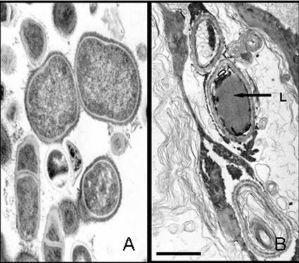 Fig 5