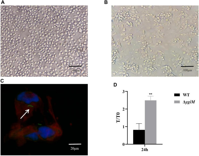 FIGURE 3