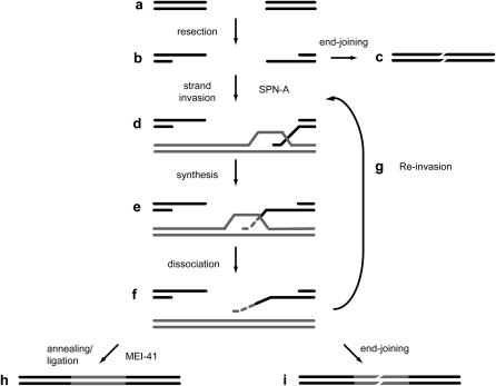 Figure 2.—