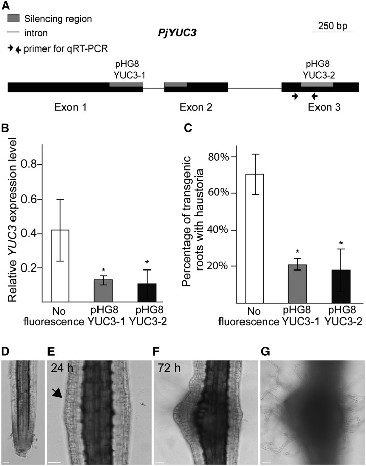 Figure 7.