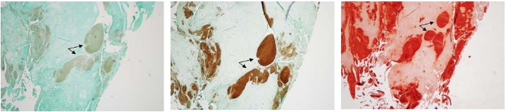 Fig. (5)