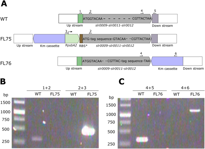 Fig. 1.