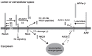 Fig. (1)