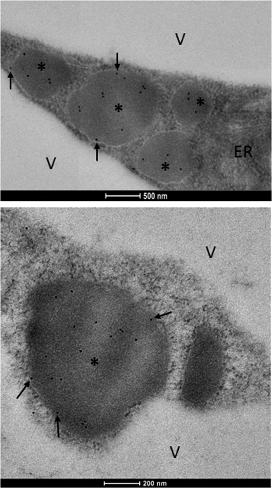 Figure 5.