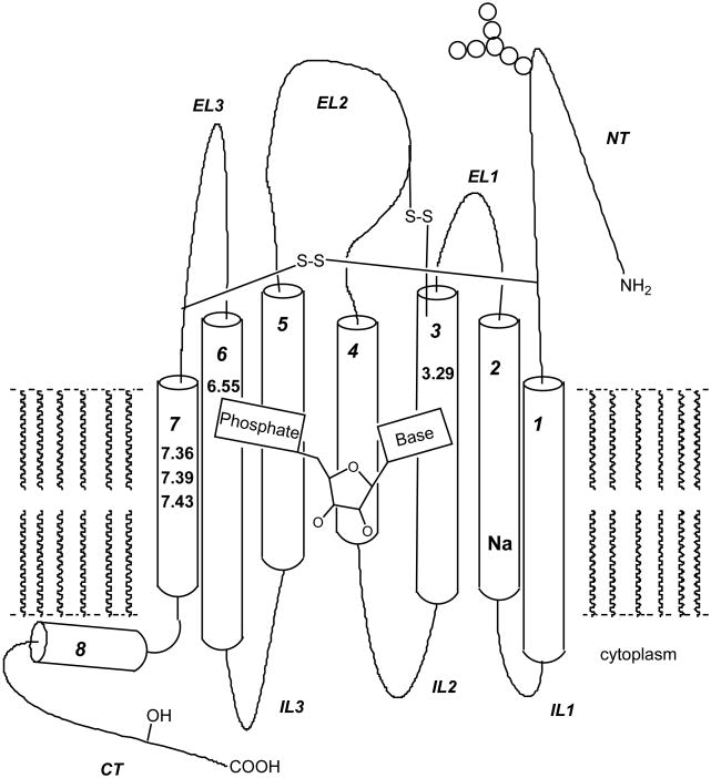 Fig. (1)