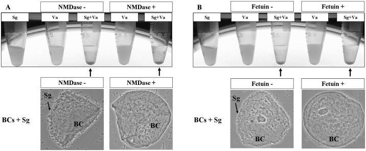 Fig 4