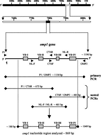 FIG. 1.