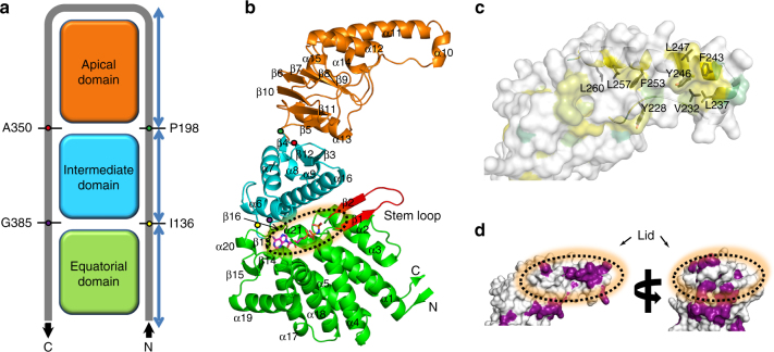 Fig. 1