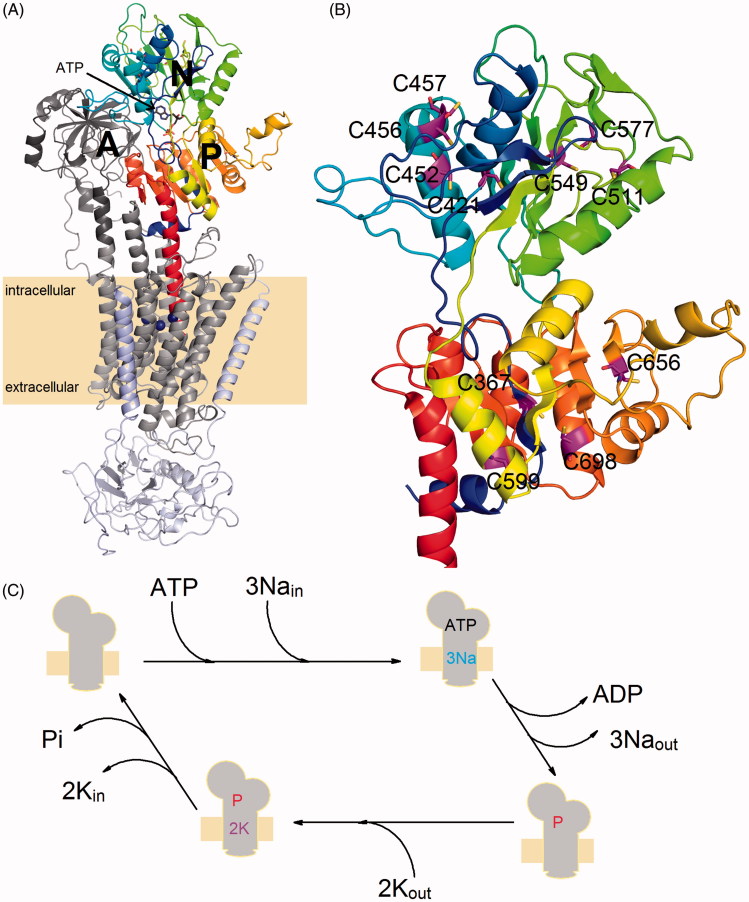 Figure 1.