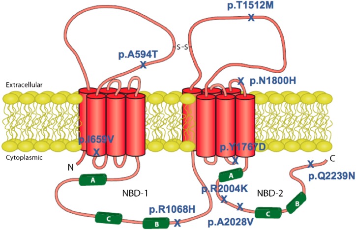 Fig. 1.