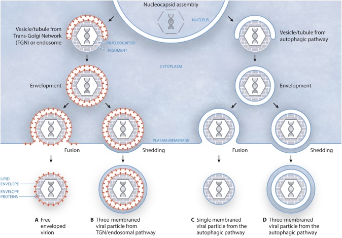 FIGURE 1