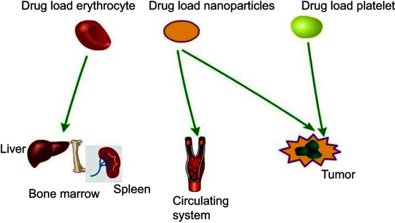 Combination of drugs and carriers in drug delivery technology and its ...