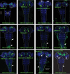 Figure 2—figure supplement 1.
