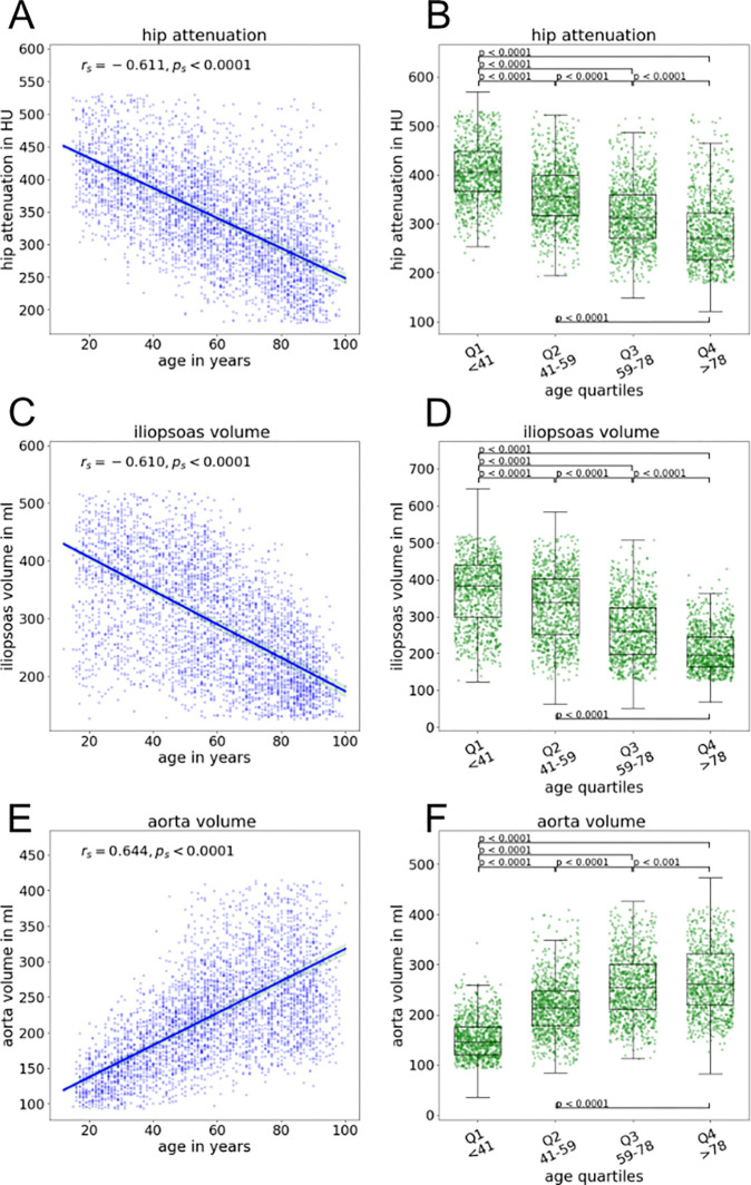 Example correlations of CT attenuation and volume with patient age. (A) Graph shows negative correlation between hip attenuation and patient age. (B) Box plots of hip attenuation for age quartiles show a decrease with increasing age. (C) Graph shows negative correlation between iliopsoas muscle volume and patient age. (D) Box plots of iliopsoas muscle volume for age quartiles show a decrease with increasing age. (E) Graph shows positive correlation between aortic volume and patient age. (F) Box plots of aortic volume for age quartiles show an increase with increasing age. For box plots, the central mark indicates the median, the bottom and top edges of the box indicate the 25th and 75th percentiles, respectively. Whiskers extend to the most extreme data points not considering outliers and are defined by the 25th percentile subtracted by 1.5 times the IQR or the 75th percentile added by 1.5 times the IQR, respectively. Outliers are not displayed.