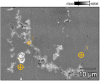 Figure 30