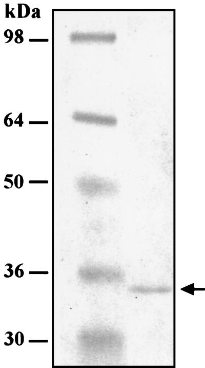 FIG. 7