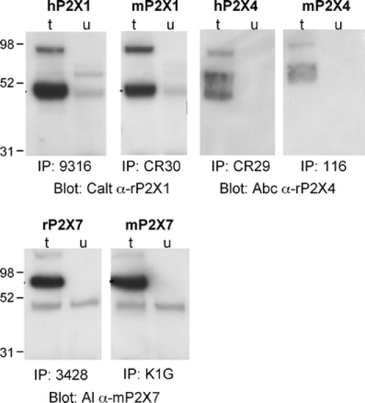 Fig. 5