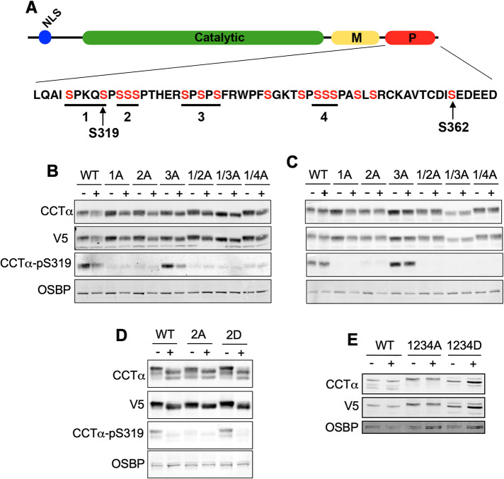 FIGURE 6: