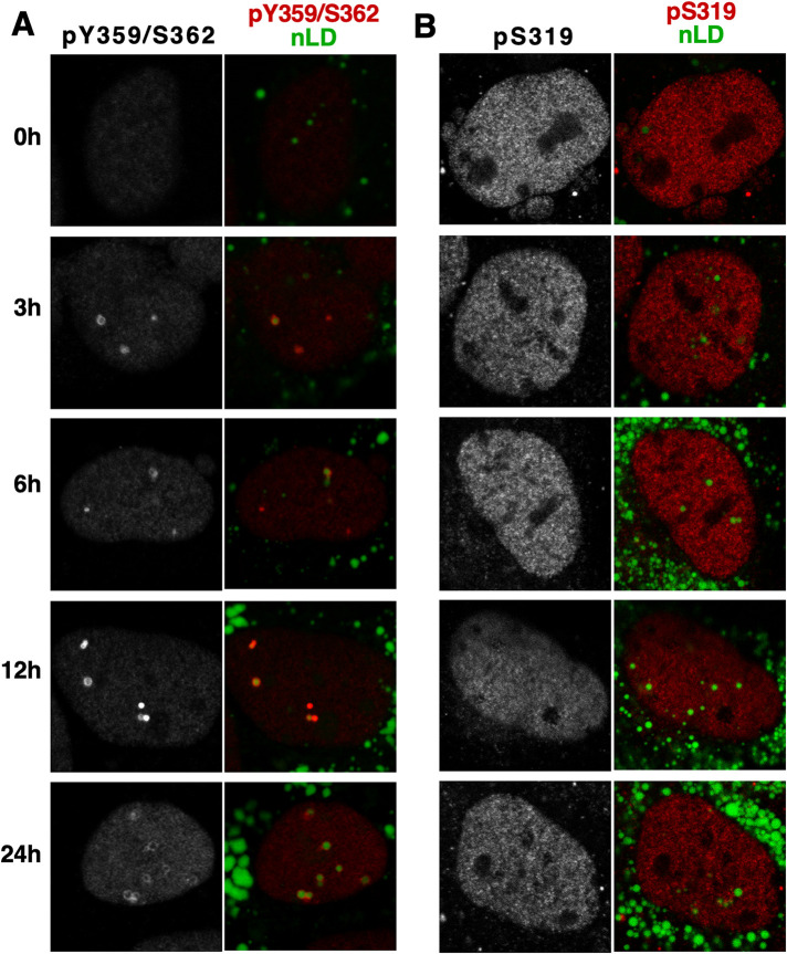 FIGURE 5: