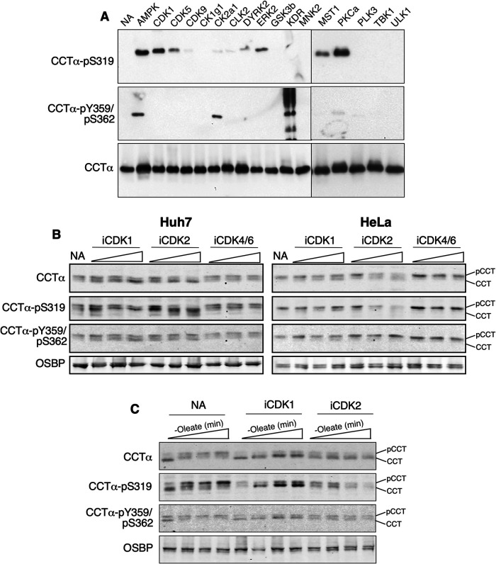 FIGURE 10.