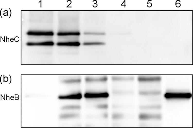 FIG. 9.