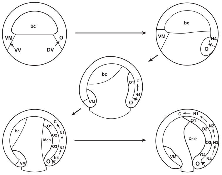 Fig. (3). The vertebrate A-P pattern is initiated during gastrulation.