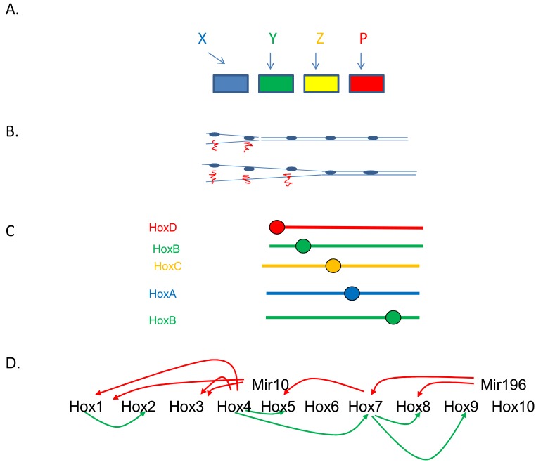 Fig. (5). Some facts and ideas about Hox colinearity.