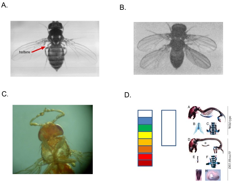 Fig. (1). Hox gene phenotypes.