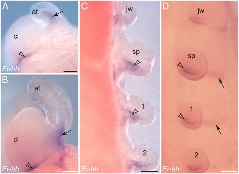 Figure 11