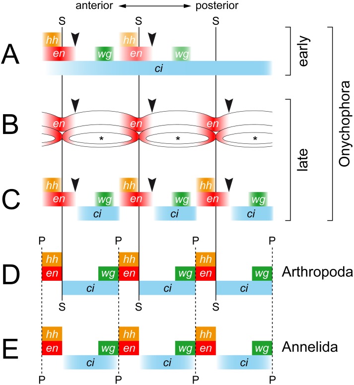 Figure 13