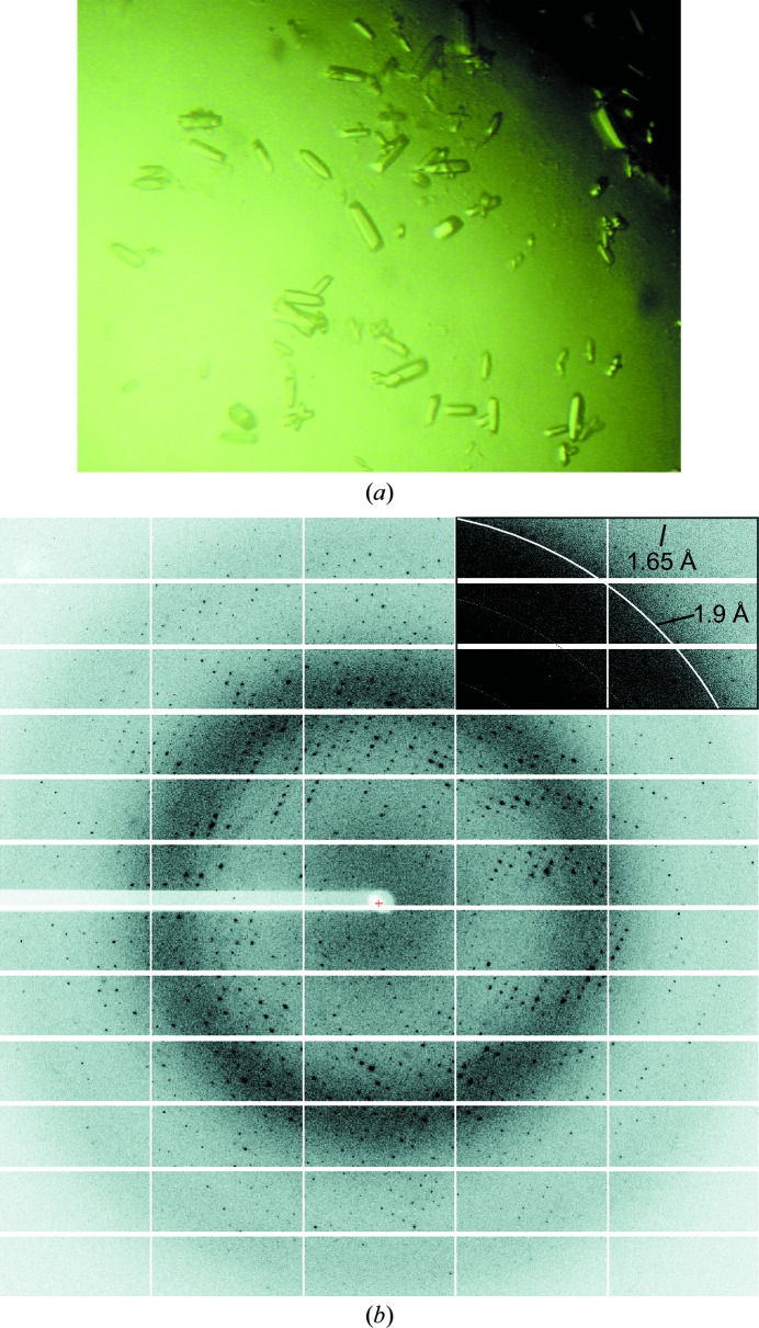 Figure 2